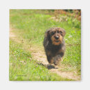 Search for wiener photography Dachshund