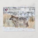 Search for grey wolves postcards Canis lupus
