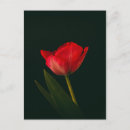 Search for single postcards Flower