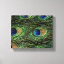 Search for peacock feather canvas prints Peafowl