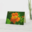 Search for nasturtium cards Orange
