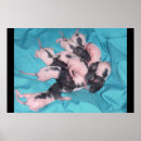 Search for piles posters Animals