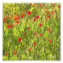 Search for remembrance day poppy posters Floral