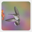 Search for ruby throated hummingbird stickers Adam jones