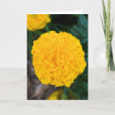 Search for marigold cards Floral