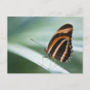 Search for zebra patterns postcards Butterfly