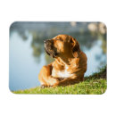 Search for boerboel Pet