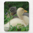 Search for yellow duck electronics Birds