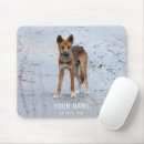 Search for dingoes Australia