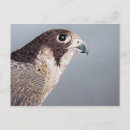 Search for peregrination postcards Peregrine falcon