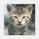 Search for whiskers magnets Nature