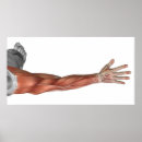 Search for arm muscle posters Strength