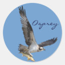 Search for flying photography Raptors