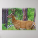 Search for whitetail deer posters Antlers