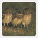 Search for burrowing owl stickers Fauna