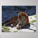 Search for bengal tiger posters Cat