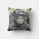 Search for chimpanzees cushions Chimps