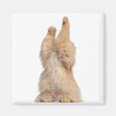 Search for persian photography Animals