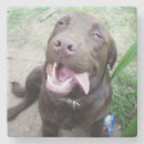Search for labrador coasters Funny