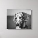 Search for dachshund canvas prints Doxie