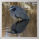 Search for blue waters posters Birds
