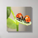 Search for ladybug canvas prints Insect