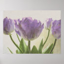 Search for tulipa posters Flowers