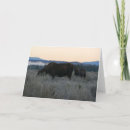 Search for grazing cards Nature