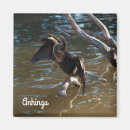 Search for anhinga Wildlife