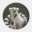 Search for monkey round magnets Wild