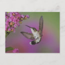 Search for ruby throated postcards Animal