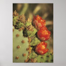 Search for prickly posters Arizona
