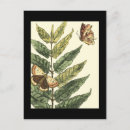 Search for leaf insect postcards Leaves