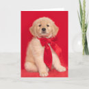 Search for golden retriever christmas cards Red