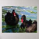 Search for red white and black posters Animal