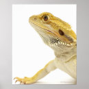 Search for bearded dragon posters Cold blooded