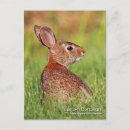 Search for cottontail postcards Photography
