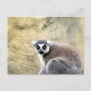 Search for ring tailed postcards Nature