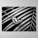 Search for black and white butterfly posters Nature photography