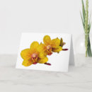 Search for white orchids cards Photography