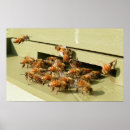 Search for honeybees posters Hive