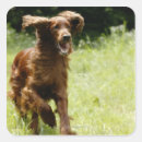 Search for irish setter stickers Green
