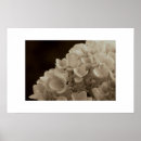 Search for sepia flowers posters Nature