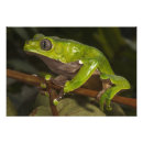 Search for green frog posters Outdoor