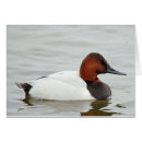 Search for canvasback Duck