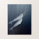 Search for narwhal puzzles Marine life