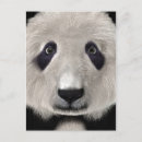 Search for panda lovers postcards Bear