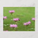 Search for bumble postcards Nature