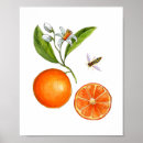 Search for vintage botany posters Botanical