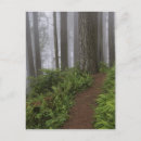 Search for redwood postcards Trail